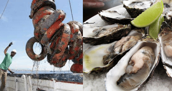 nuoi hau trong lop xe